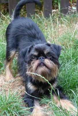 Belgischer Griffon - der Familie Sikorska