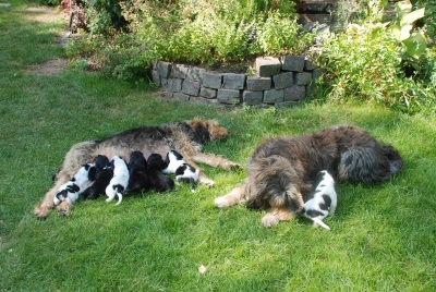 Otterhound - der Familie Fandler