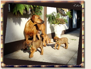 Rhodesian Ridgeback - der Familie Geiger