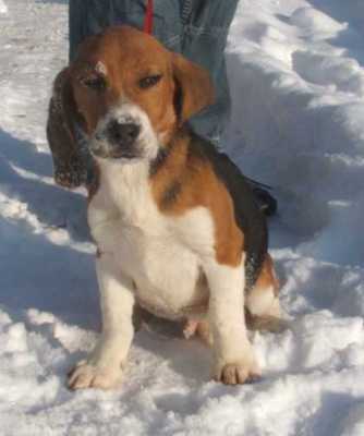 Beagle - der Familie von Maxl`s Ranch