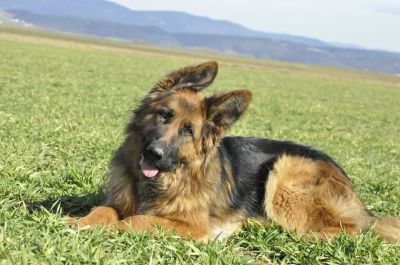 Altdeutscher Schaeferhund - der Familie Mutz