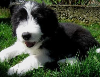 Bearded Collie - der Familie Grelka