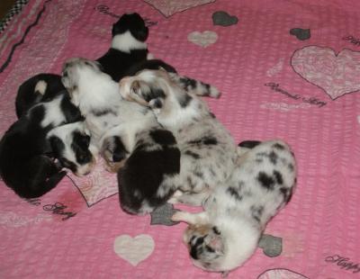 Australian Shepherd - der Familie Jansen